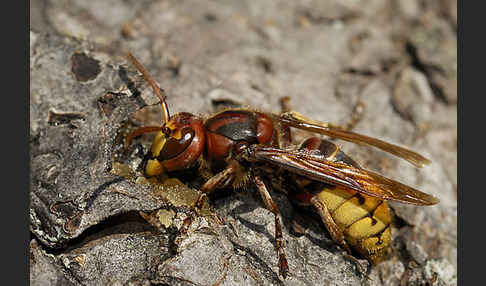 Hornisse (Vespa crabro)