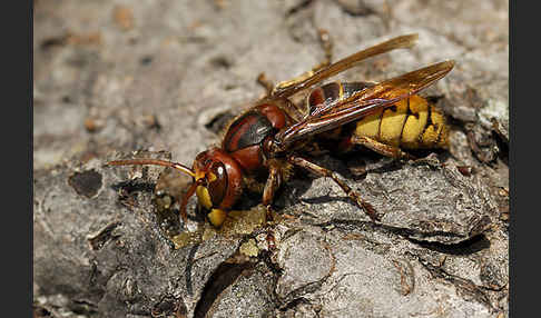 Hornisse (Vespa crabro)