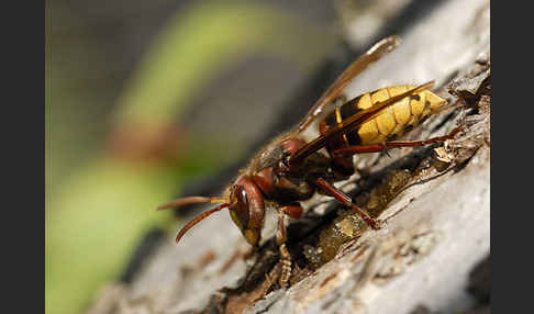 Hornisse (Vespa crabro)