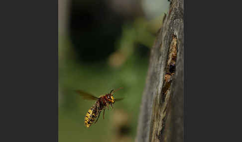 Hornisse (Vespa crabro)