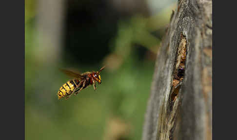 Hornisse (Vespa crabro)