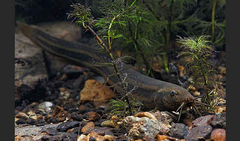 Schlammpeitzger (Misgurnus fossilis)