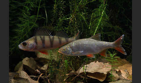 Rotfeder (Scardinius erythrophthalmus)