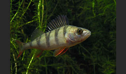 Flußbarsch (Perca fluviatilis)