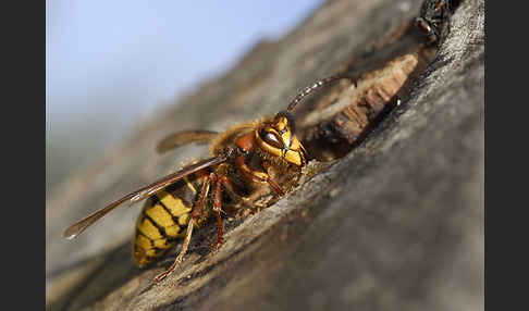 Hornisse (Vespa crabro)