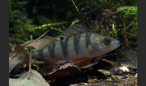 Flußbarsch (Perca fluviatilis)