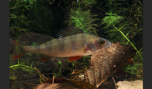 Flußbarsch (Perca fluviatilis)