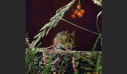 Waldmaus (Apodemus sylvaticus)