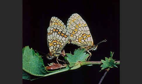 Wachtelweizen-Scheckenfalter (Melitaea athalia)