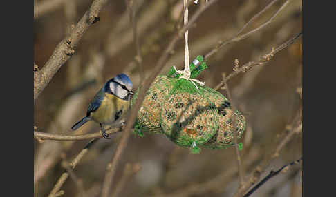 Blaumeise (Parus caeruleus)