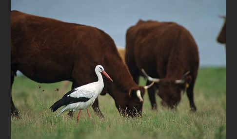 Weißstorch (Ciconia ciconia)