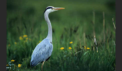 Graureiher (Ardea cinerea)