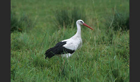 Weißstorch (Ciconia ciconia)