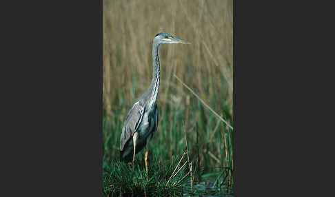 Graureiher (Ardea cinerea)