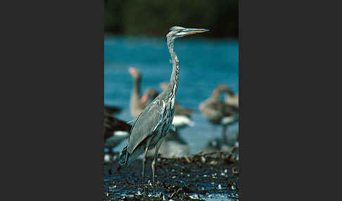 Graureiher (Ardea cinerea)