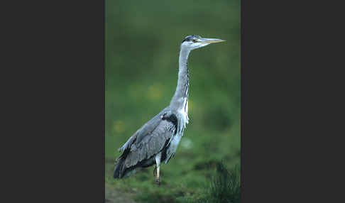 Graureiher (Ardea cinerea)