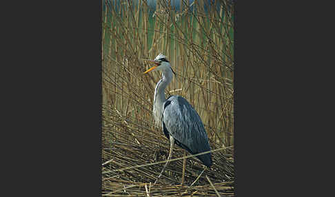 Graureiher (Ardea cinerea)