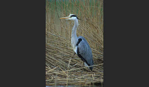 Graureiher (Ardea cinerea)