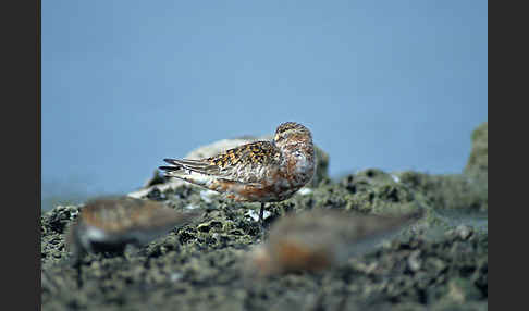 Sichelstrandläufer (Calidris ferruginea)