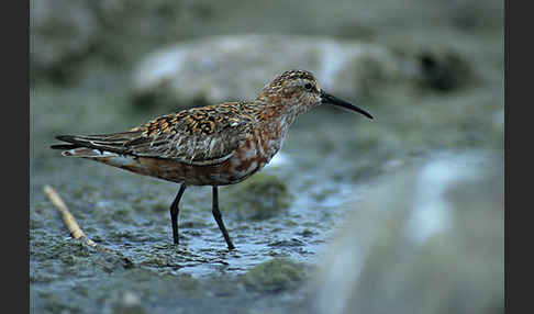 Sichelstrandläufer (Calidris ferruginea)