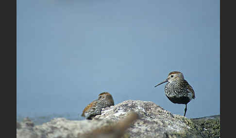 Alpenstrandläufer (Calidris alpina)