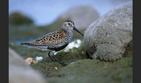 Alpenstrandläufer (Calidris alpina)