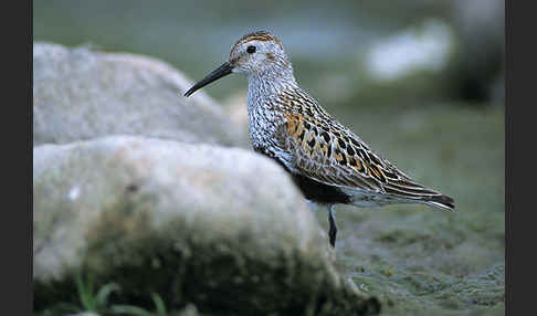 Alpenstrandläufer (Calidris alpina)