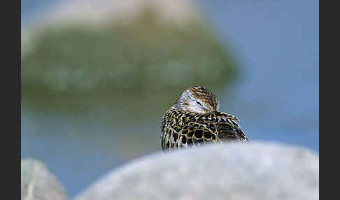 Alpenstrandläufer (Calidris alpina)