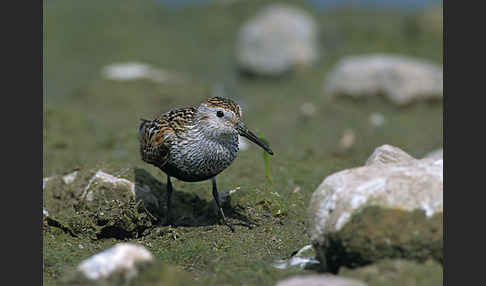 Alpenstrandläufer (Calidris alpina)