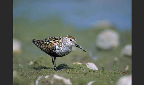 Alpenstrandläufer (Calidris alpina)