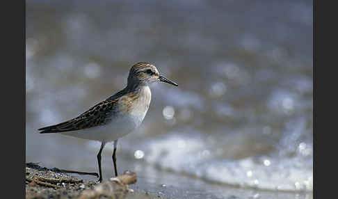 Zwergstrandläufer (Calidris minuta)