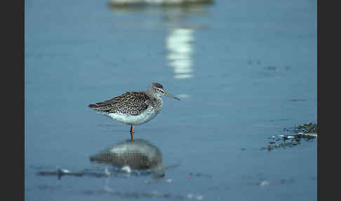 Rotschenkel (Tringa totanus)