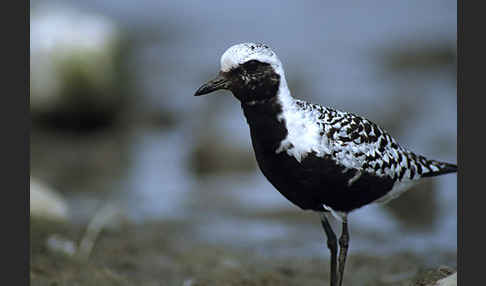 Kiebitzregenpfeifer (Pluvialis squatarola)