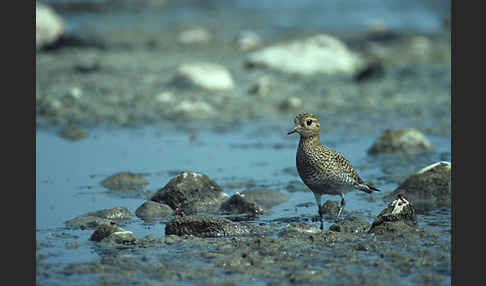 Kiebitzregenpfeifer (Pluvialis squatarola)