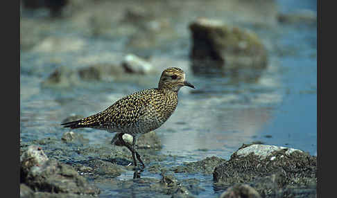 Kiebitzregenpfeifer (Pluvialis squatarola)