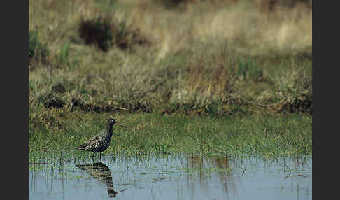 Dunkler Wasserläufer (Tringa erythropus)