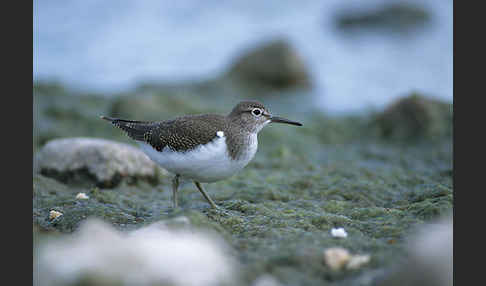 Flußuferläufer (Actitis hypoleucos)