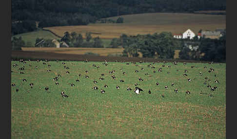 Kiebitz (Vanellus vanellus)