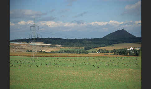 Kiebitz (Vanellus vanellus)