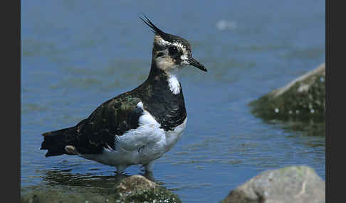 Kiebitz (Vanellus vanellus)