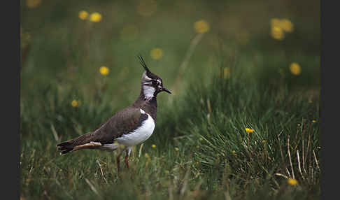 Kiebitz (Vanellus vanellus)