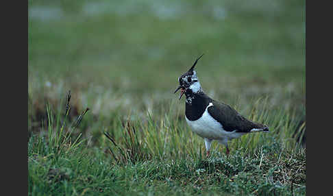 Kiebitz (Vanellus vanellus)