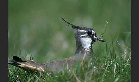 Kiebitz (Vanellus vanellus)