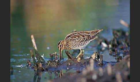 Bekassine (Gallinago gallinago)