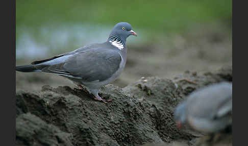 Ringeltaube (Columba palumbus)