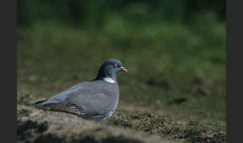 Ringeltaube (Columba palumbus)