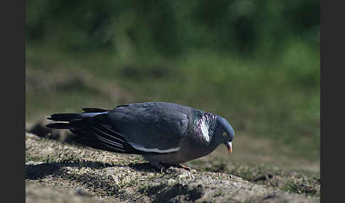 Ringeltaube (Columba palumbus)