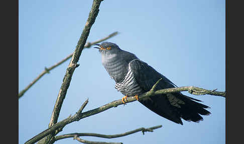 Kuckuck (Cuculus canorus)