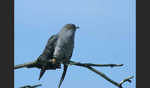 Kuckuck (Cuculus canorus)