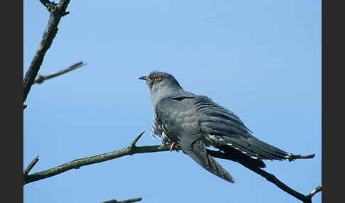 Kuckuck (Cuculus canorus)